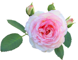 粉色鲜花牡丹花玫瑰 (2)