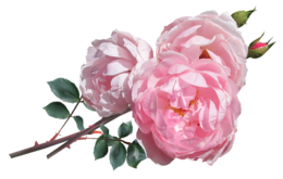 粉色鲜花牡丹花玫瑰 (4)