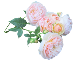 粉色鲜花牡丹花玫瑰 (1)