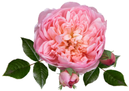 粉色鲜花牡丹花玫瑰